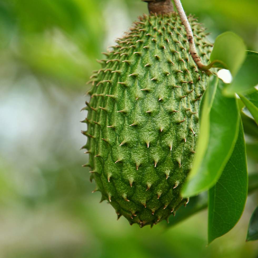 GRAVIOLA