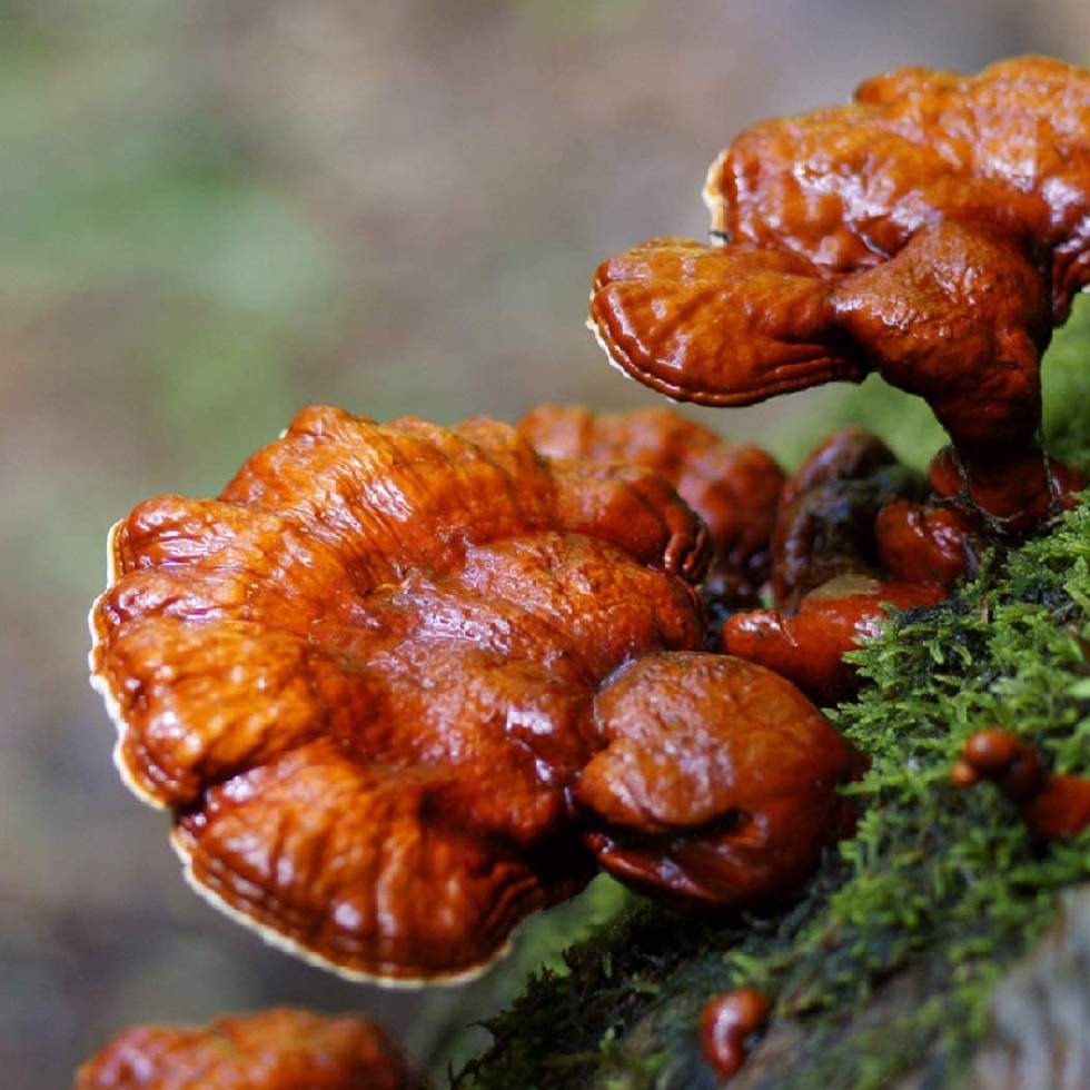 GANODERMA