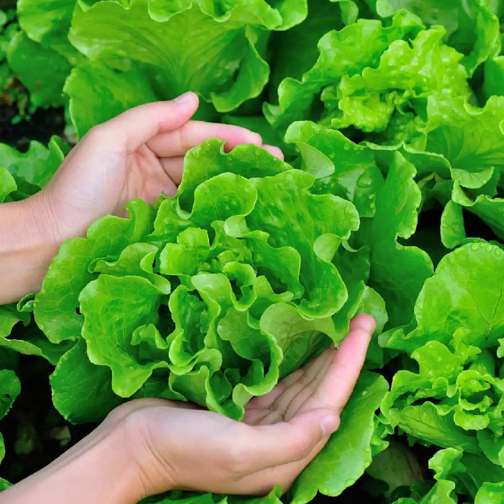 LECHUGA