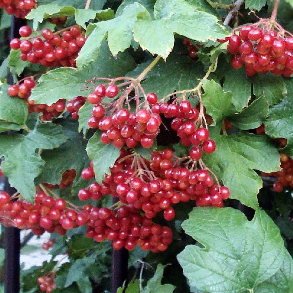ZARZAPARRILLA