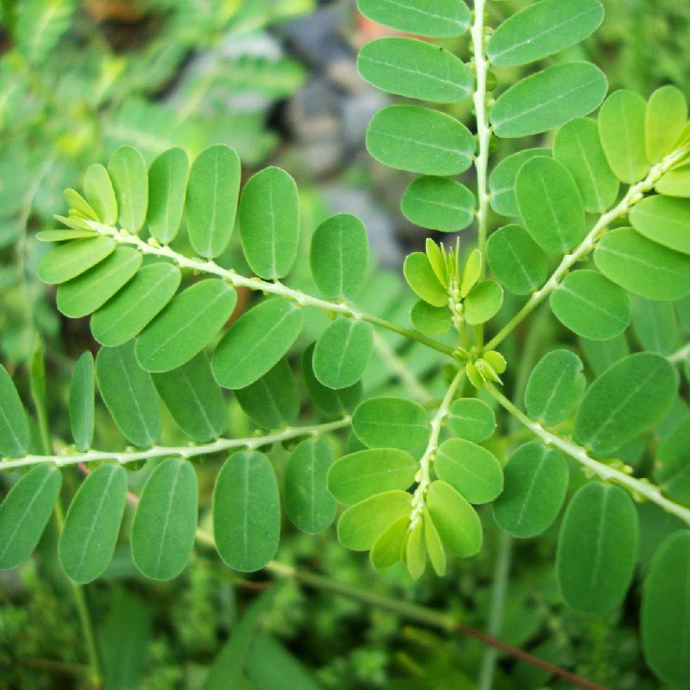 CHANCAPIEDRA