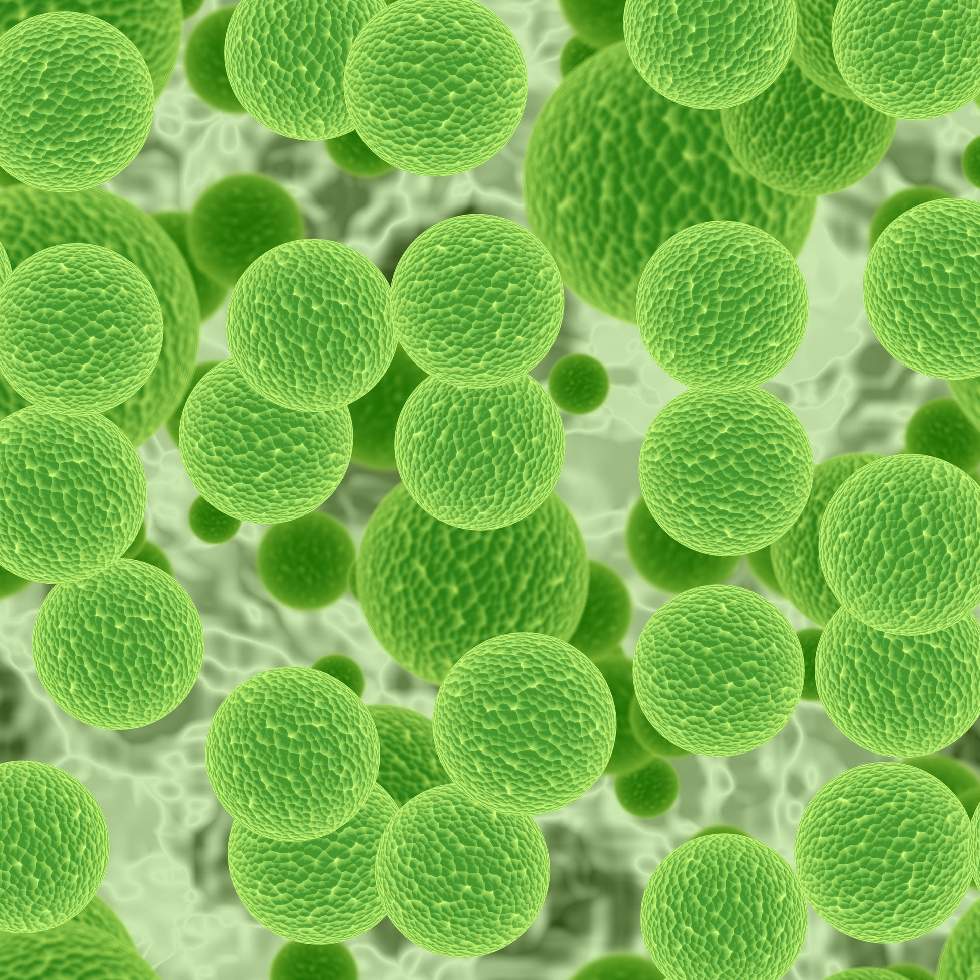 CLOROFILA