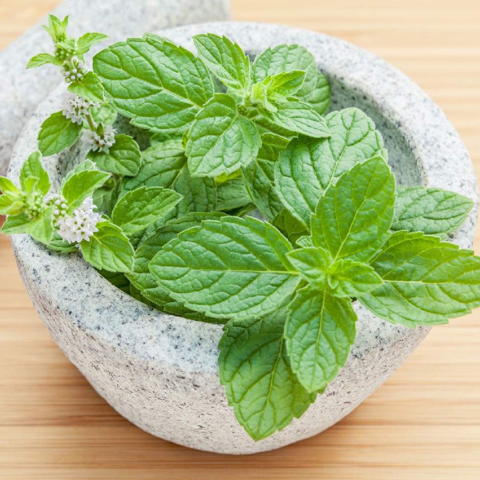 HOJA DE MENTA