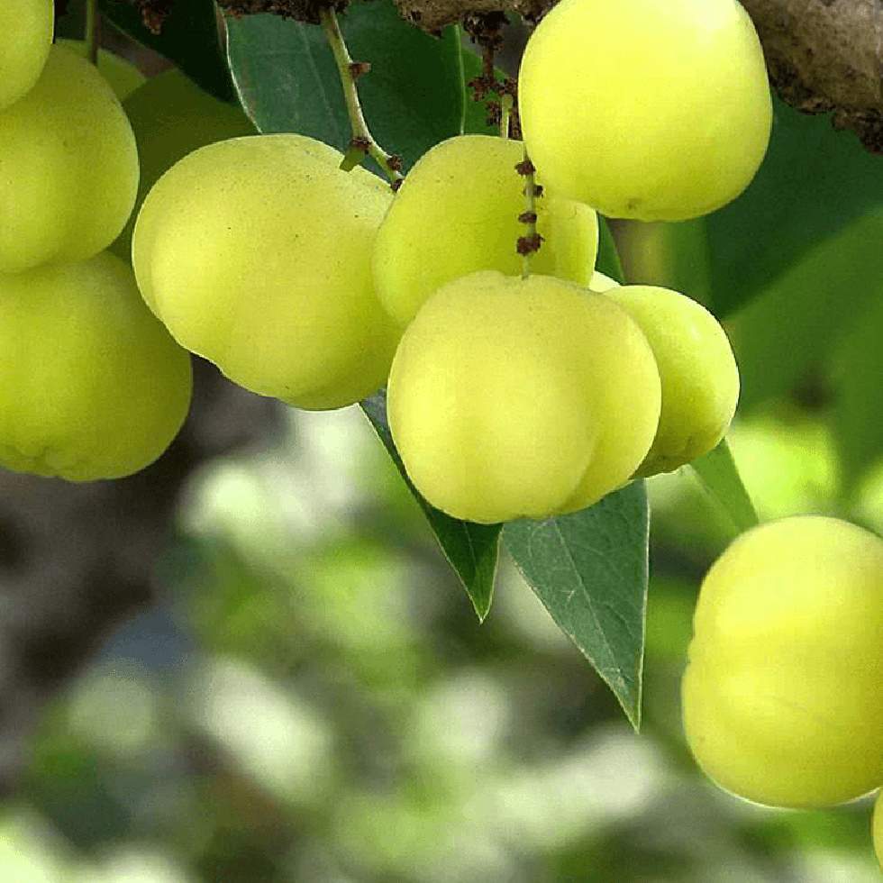 AMALAKI